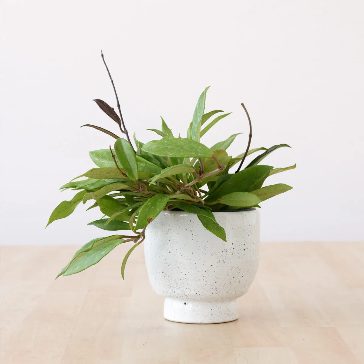 Shing Plinth Planter - Speckles