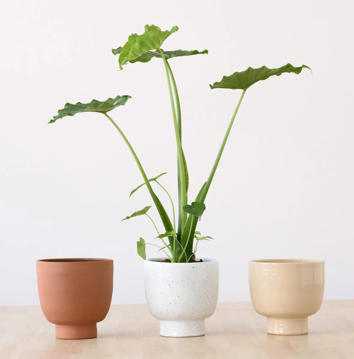 Shing Plinth Planter - Speckles